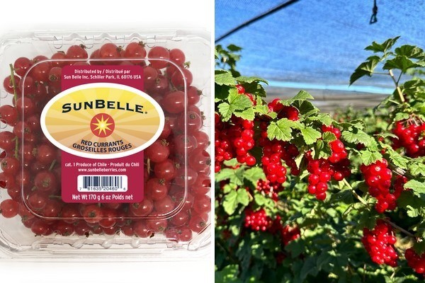 Las grosellas rojas de Chile llegan a tiempo a EE. UU. para las fiestas