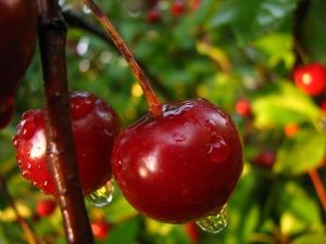 Richard Isaacs, de Global Fruit (Canadá) La cosecha de cerezas chilenas será más manejable, lo cual es mejor para el sector