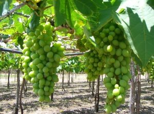 Segunda estimación del Comité de Uva de Mesa de Frutas de Chile: Aumenta la participación de nuevas variedades en envíos