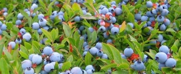 Los beneficios de la agricultura orgánica en Chile