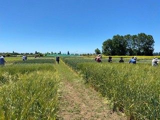 Productores de semillas conocen resultados de ensayos en estación de prueba de variedades de cereales del SAG