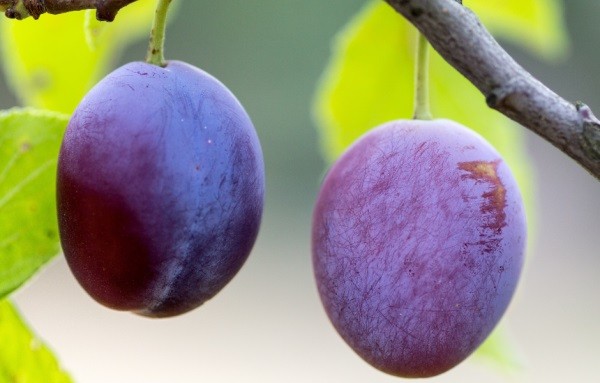 Argentina: Producción de ciruelas avanza en Alto Valle
