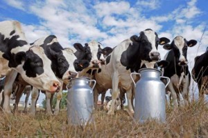 Recepción del sector lechero cierra octubre con alza de 3,2%