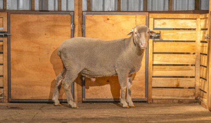 Histórica primera exportación de carneros Dohne Merino desde Magallanes a Perú