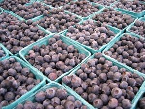 El crecimiento del arándano peruano no es casualidad