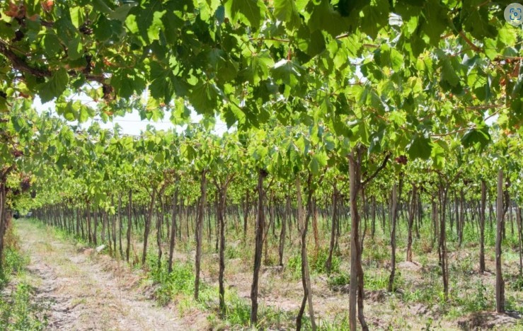 Ministerio de Agricultura apoyará proyecto de “Paisaje Cultural Vitivinícola del Pisco Chileno” ante la UNESCO
