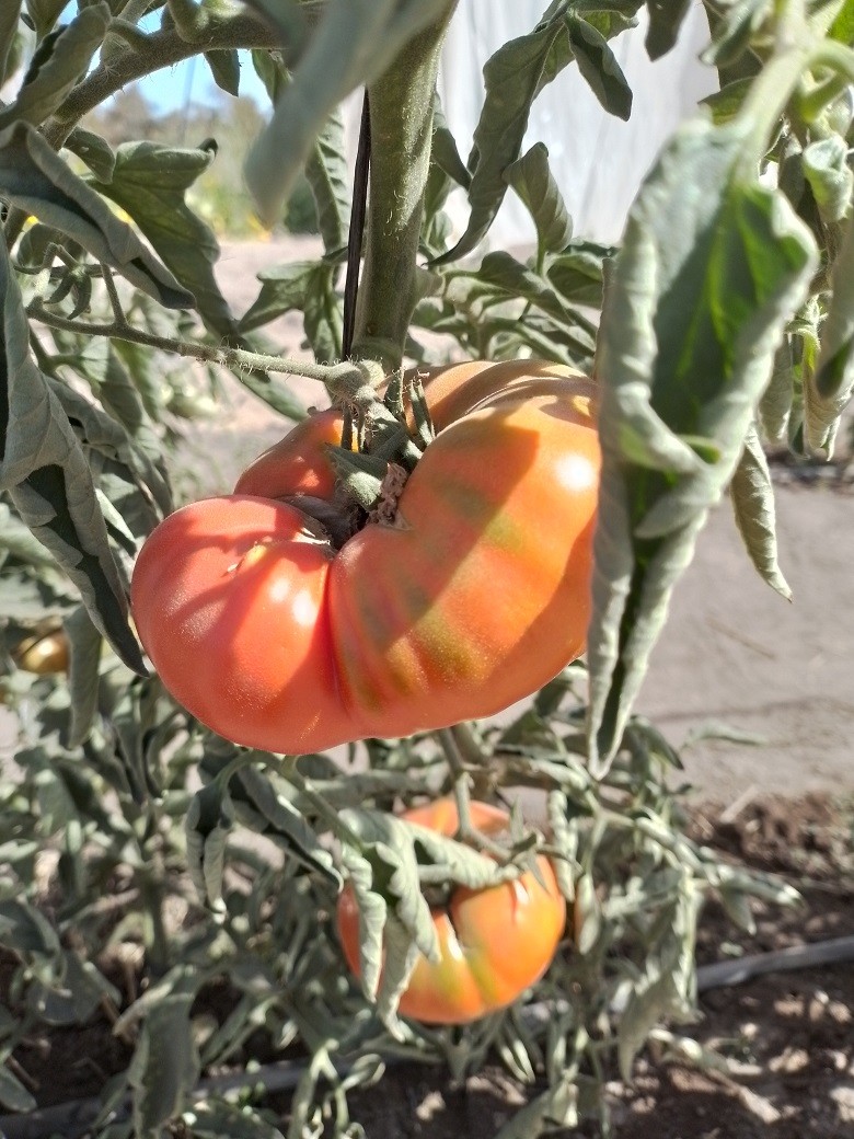 Estudio chileno revela rasgos clave para la adaptación al cambio climático en variedades tradicionales de tomate