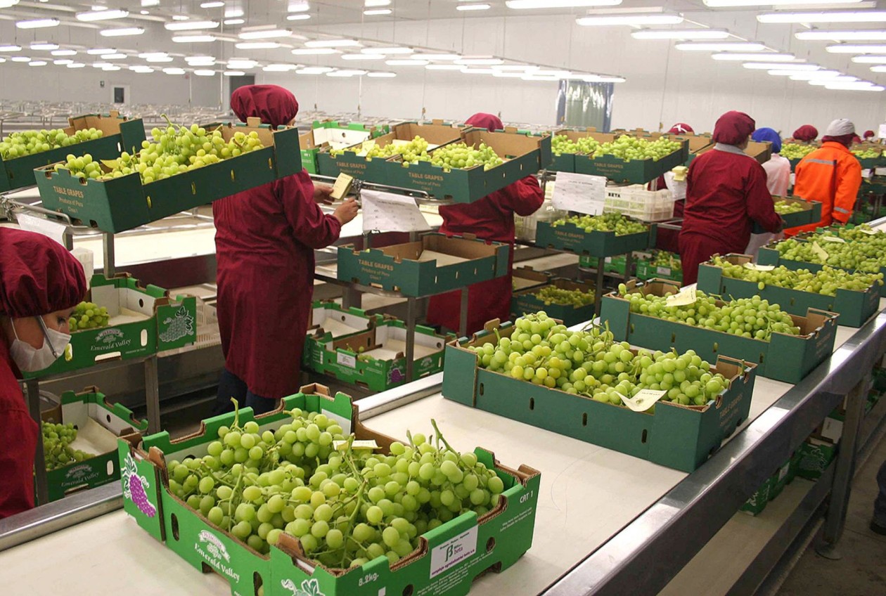 Perú exportó 78.221 toneladas de uva a Estados Unidos hasta la semana 48, mostrando una caída de -19.68%