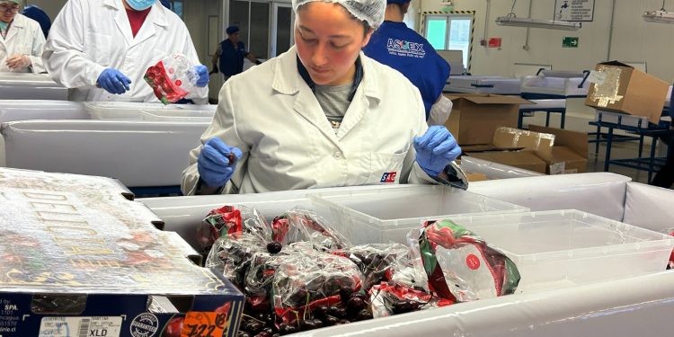 Autoridades verifican operatividad de Sitio Teno de Inspección Fitosanitaria SAG/USDA-APHIS/Frutas de Chile