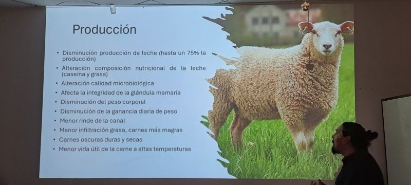 Mesa Técnica Ovina de la región de Los Lagos: “En temporada de altas temperaturas, debemos cuidar y evitar los golpes de calor en nuestros animales”