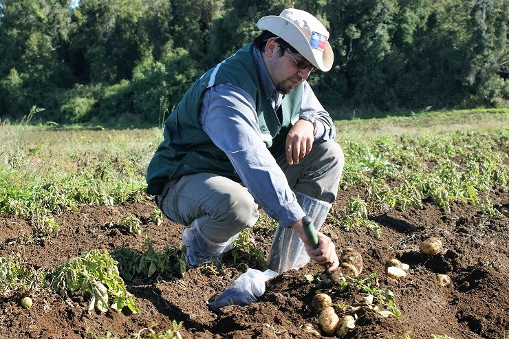 SAG Los Lagos recuerda a agricultores que se acerca plazo para registrar el cultivo de papa