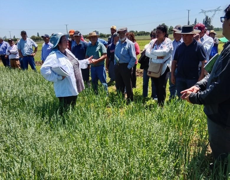Nueva variedad de alfalfa revolucionará la ganadería del centro-sur de Chile
