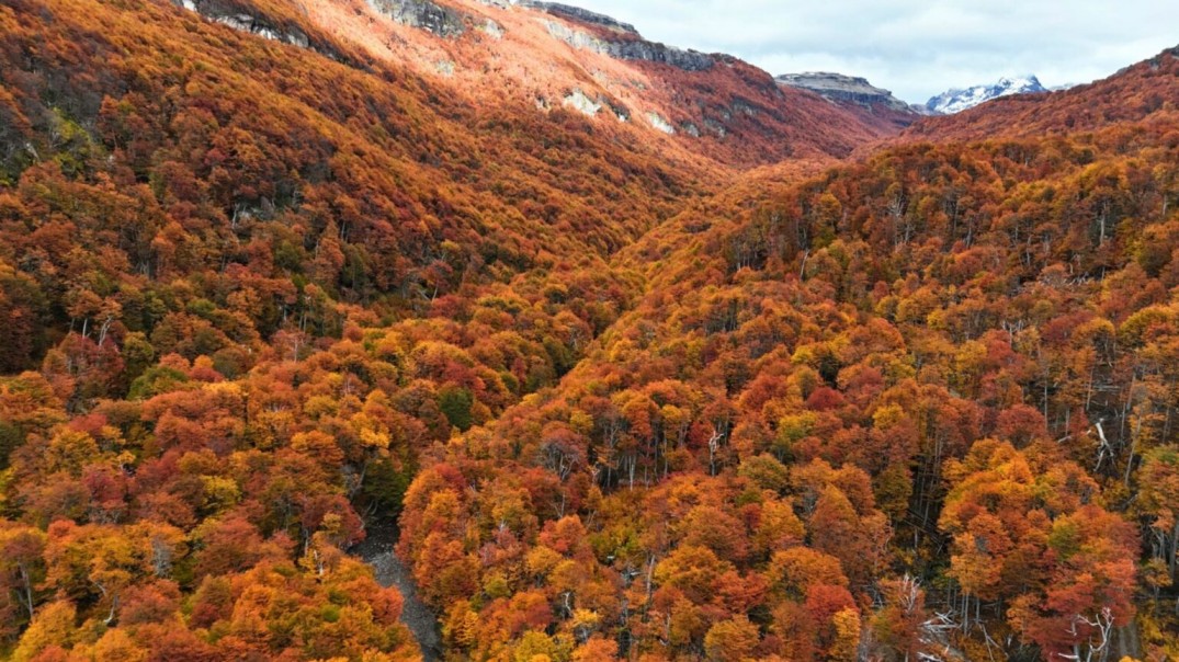 48,3 % de la superficie total de Aysén corresponde al subuso bosque nativo