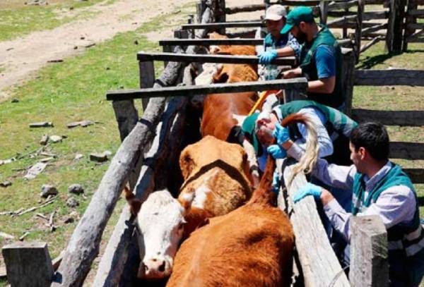 SAG detecta foco de brucelosis bovina en siete predios de Ñuble