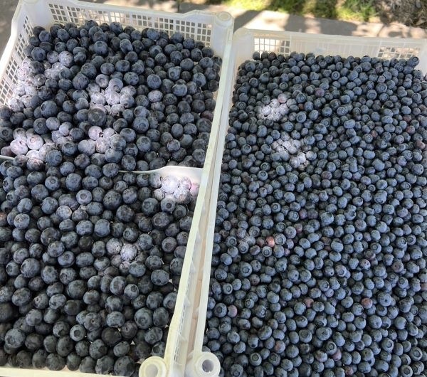 Hortifrut desarrolla nuevo sitio de evaluación de arándanos en Los Ángeles para impulsar recambio varietal