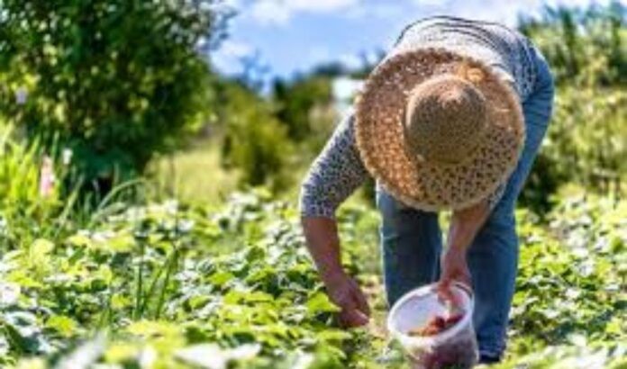 Las agroexportaciones peruanas tuvieron un crecimiento del 23.3% entre enero y octubre de 2024, impulsadas por arándanos, paltas y café