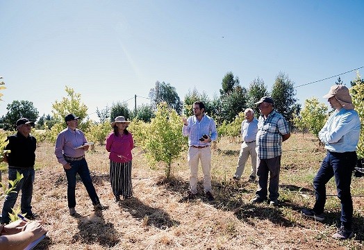 Fruticultores de Ninhue recibieron asesoría técnica para potenciar especies innovadoras