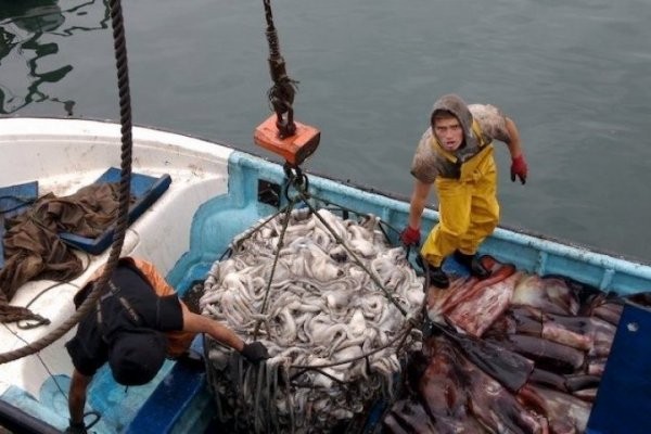 Desembarque pesquero de la Región del Biobío totalizó 50.874 toneladas en noviembre de 2024