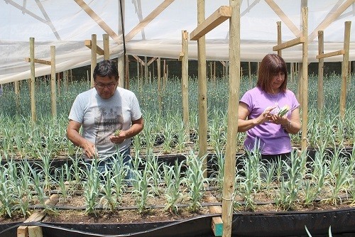 Hidroponía en flores de corte es una opción sustentable en territorios con escasez de agua