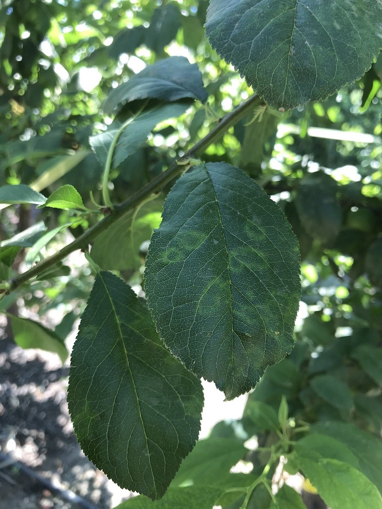En Chile: estudio revela cómo la temperatura de almacenamiento reduce la acumulación de RNA viral en ciruelas