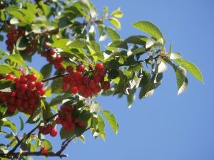 Inició la cosecha de cerezas en la región de Los Ríos