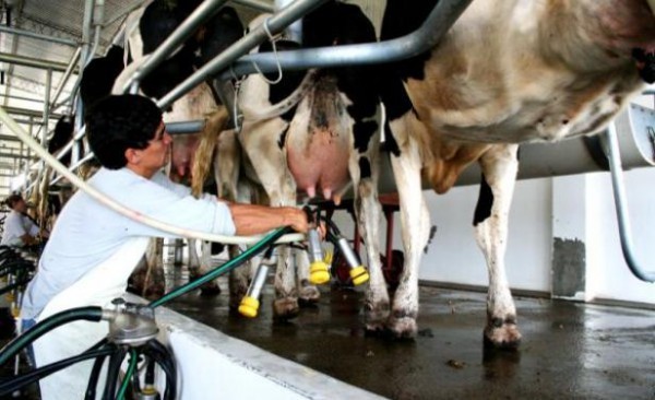 Recepción del sector lechero cierra con alza de 3,4% a noviembre