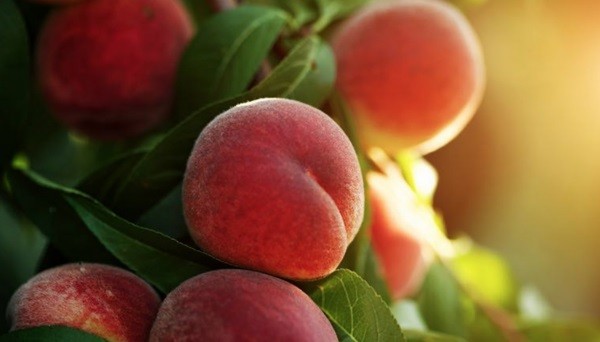 Temporada 2024-2025: Verfrut proyecta alza del 20% en sus exportaciones de carozos