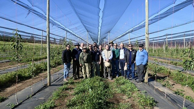 Mejoras genéticas en portainjertos de manzanos muestran buenos resultados en campos chilenos
