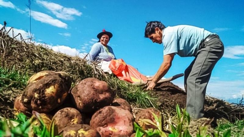 Producción agropecuaria de Perú creció 4.5% entre enero y noviembre del 2024
