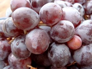 Agregado agrícola de Chile en EEUU: “Creemos que esta será una muy buena temporada de exportaciones de frutas chilenas a EEUU”