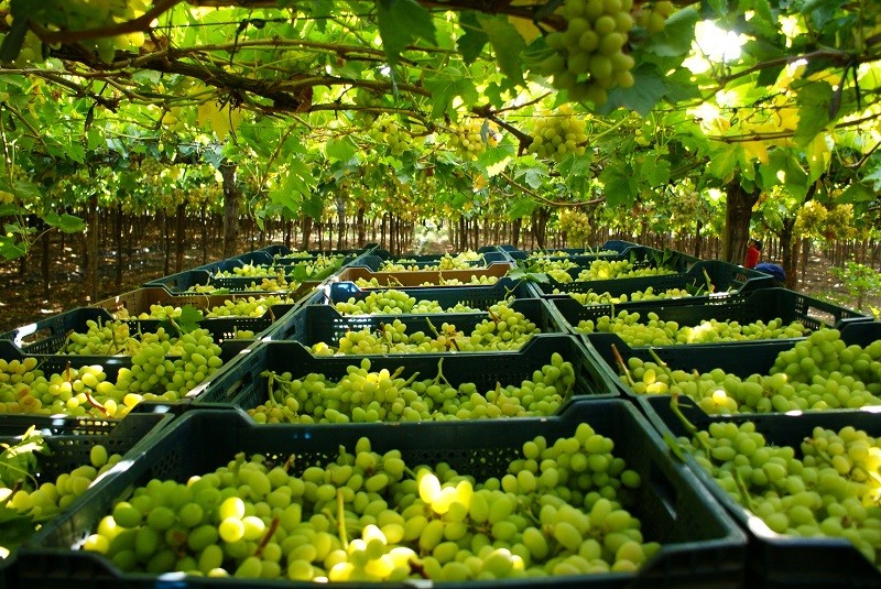 TRANSFORMACIÓN Y EFICIENCIA EN LA UVA DE MESA: GRAPETECH 2025 LLEGA A CHILE
