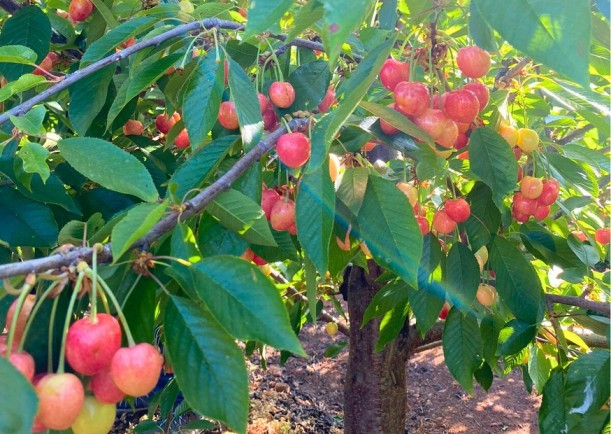 Cosecha temprana de cerezas: La gran ventaja de los productores regionales frente a la actual caída de precios