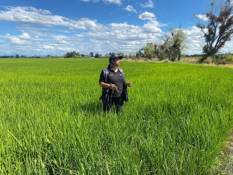 En parcelas demostrativas de la región del Maule: Minagri muestra cómo se está desarrollando la nueva variedad de arroz Jaspe Flar