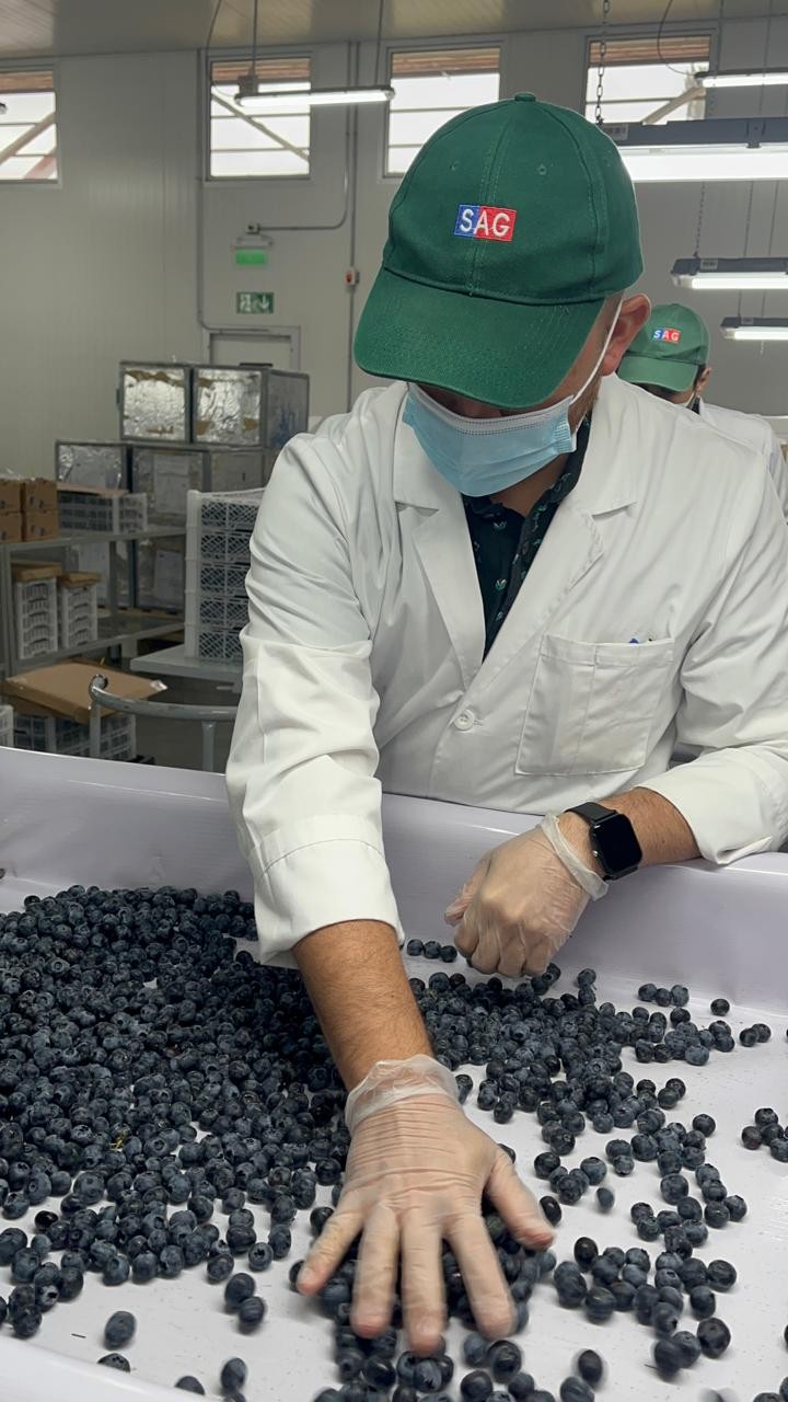 Autoridades del Agro de Biobío visitan Sitio de Inspección Fitosanitaria de Cabrero