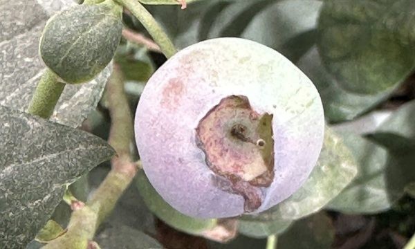 Radiación impacta a los arándanos mexicanos y peruanos