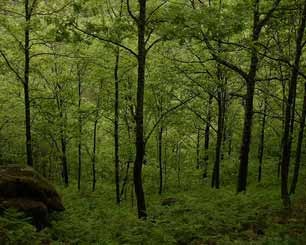 Un paso clave para Chile frente al Reglamento de Productos Libres de Deforestación EUDR de la Unión Europea