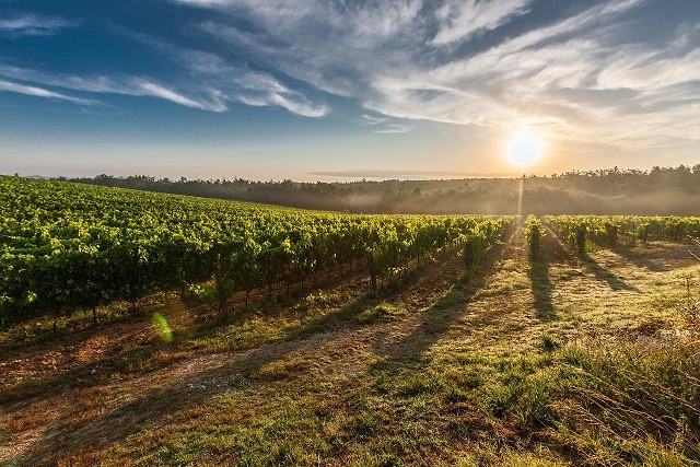 En Campus Chillán de la UdeC se realizará seminario sobre el impacto de humo de incendios forestales en vinos y uvas