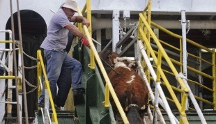 Uruguay a un paso de exportar ganado en pie a Israel
