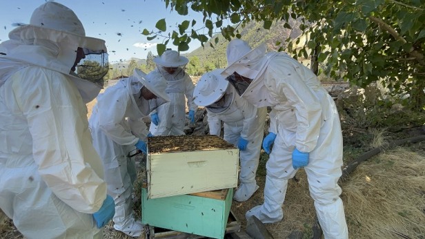 SAG Biobío realiza vigilancia sanitaria en apiarios