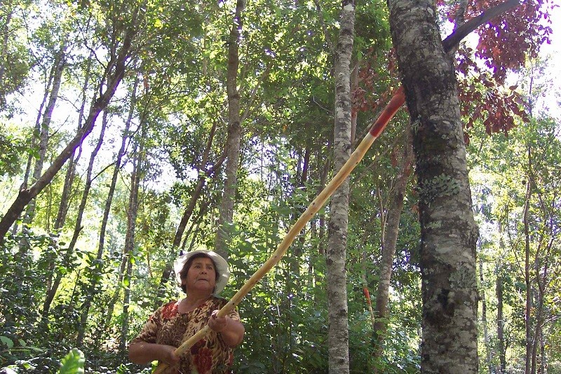 Más de $2.200 millones recibieron propietarios de predios de bosque nativo