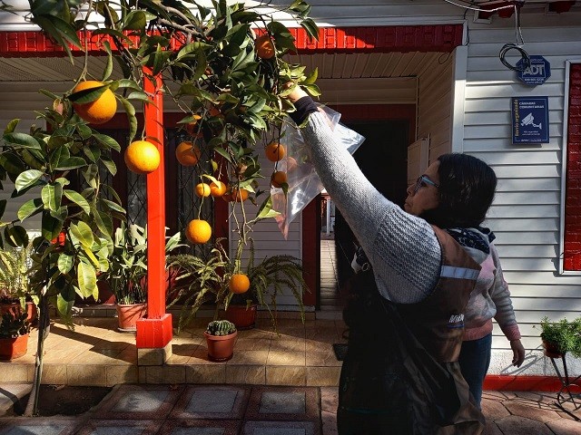 SAG informa campaña de control y erradicación de mosca de la fruta en las comunas de Peñalolén, Pedro Aguirre Cerda y Santiago