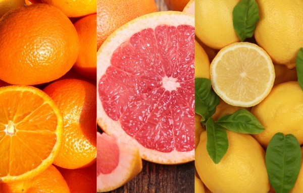 Comité de Cítricos de Frutas de Chile: Exportaciones de cítricos finalizan en 397.417 toneladas en 2024