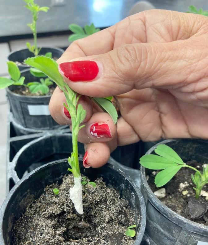 Investigación chilena en genética de alfalfa avanza en colaboración internacional