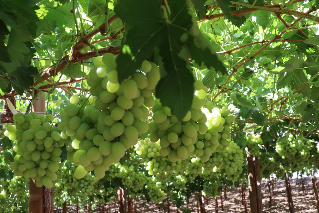 Mejora el precio de la uva en mercados internacionales pese a menor volumen exportado