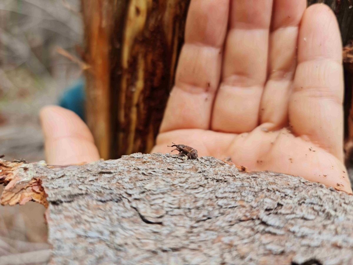 SAG Biobío realiza vigilancia fitosanitaria forestal para detectar en forma oportuna plaga Pissodes castaneus