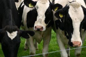 Producción de carne en vara de ganado bovino de la Región del Biobío presentó una disminución interanual de 4,5% en enero de 2025