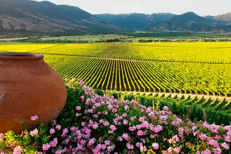 Experto proyecta vendimia 2025 con vinos de gran calidad pese a menor producción
