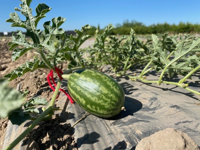 Chile avanza en genética para desarrollar sandías que toleren mejor la escasez hídrica