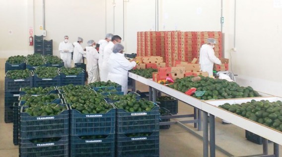 La palta Hass de Perú podrá exportarse a Tailandia