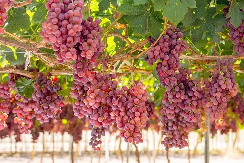 Comienza programa para optimizar el uso del agua en nuevas variedades de uva de mesa